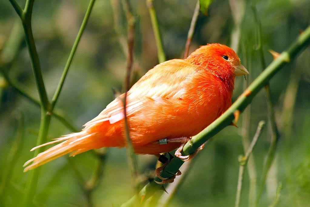 Red Factor Canary Bird Lookin Background