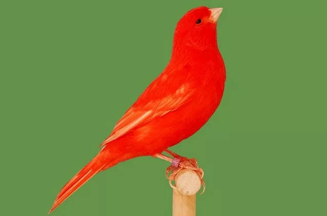 Red Factor Canary Bird Background