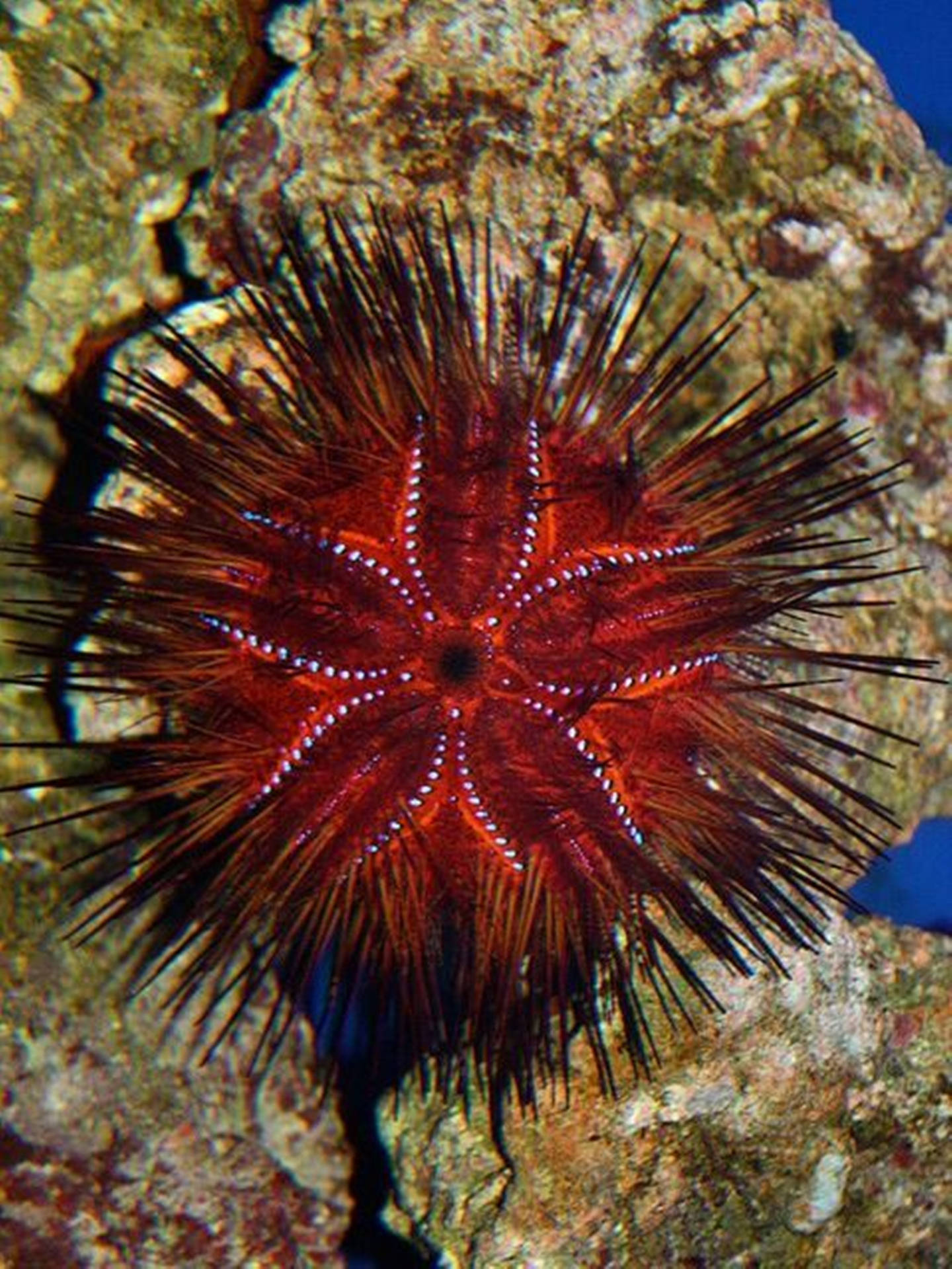 Red Fire Sea Urchin Flower Like Pattern Background