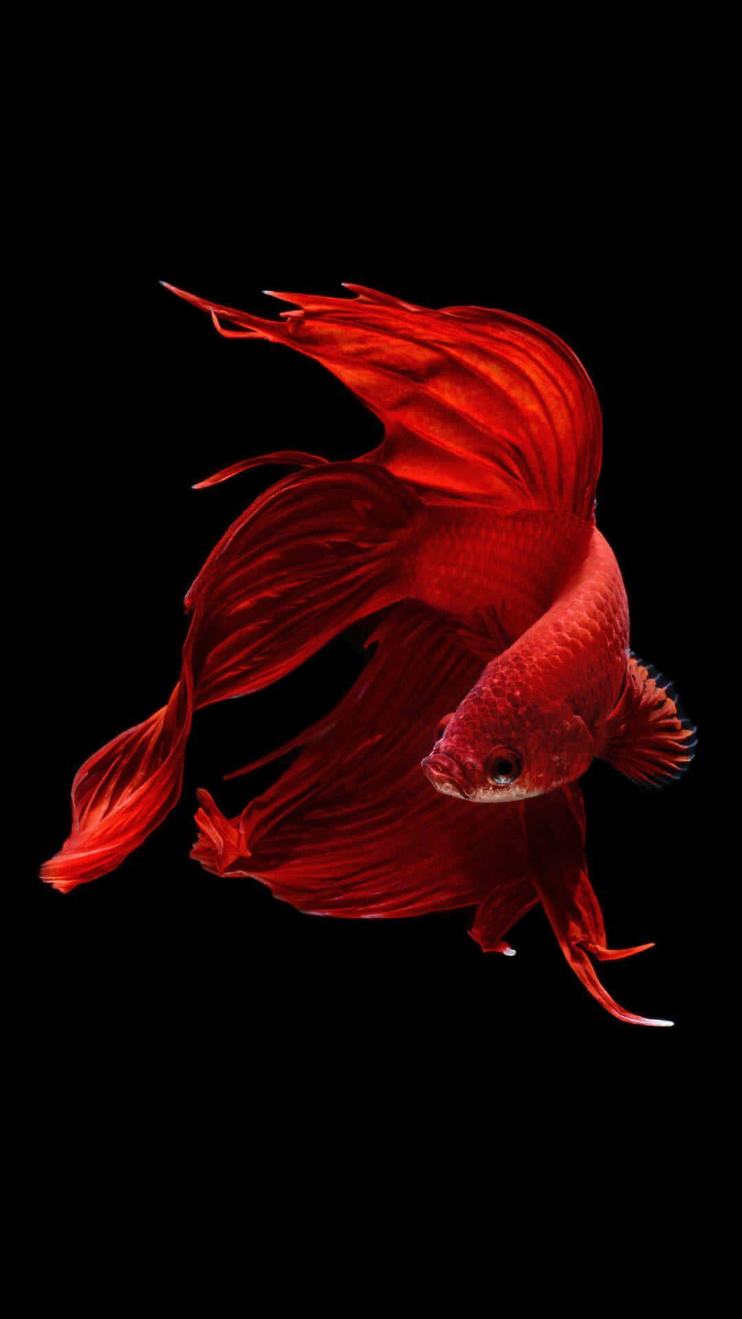 Red Fish Iphone 6s Default Background