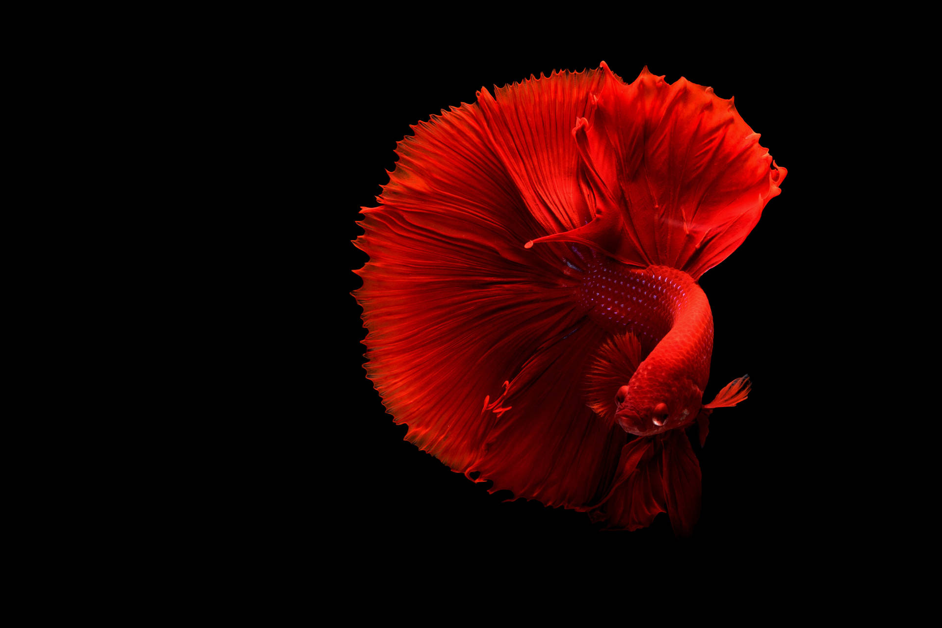 Red Fish Swimming In The Dark Background