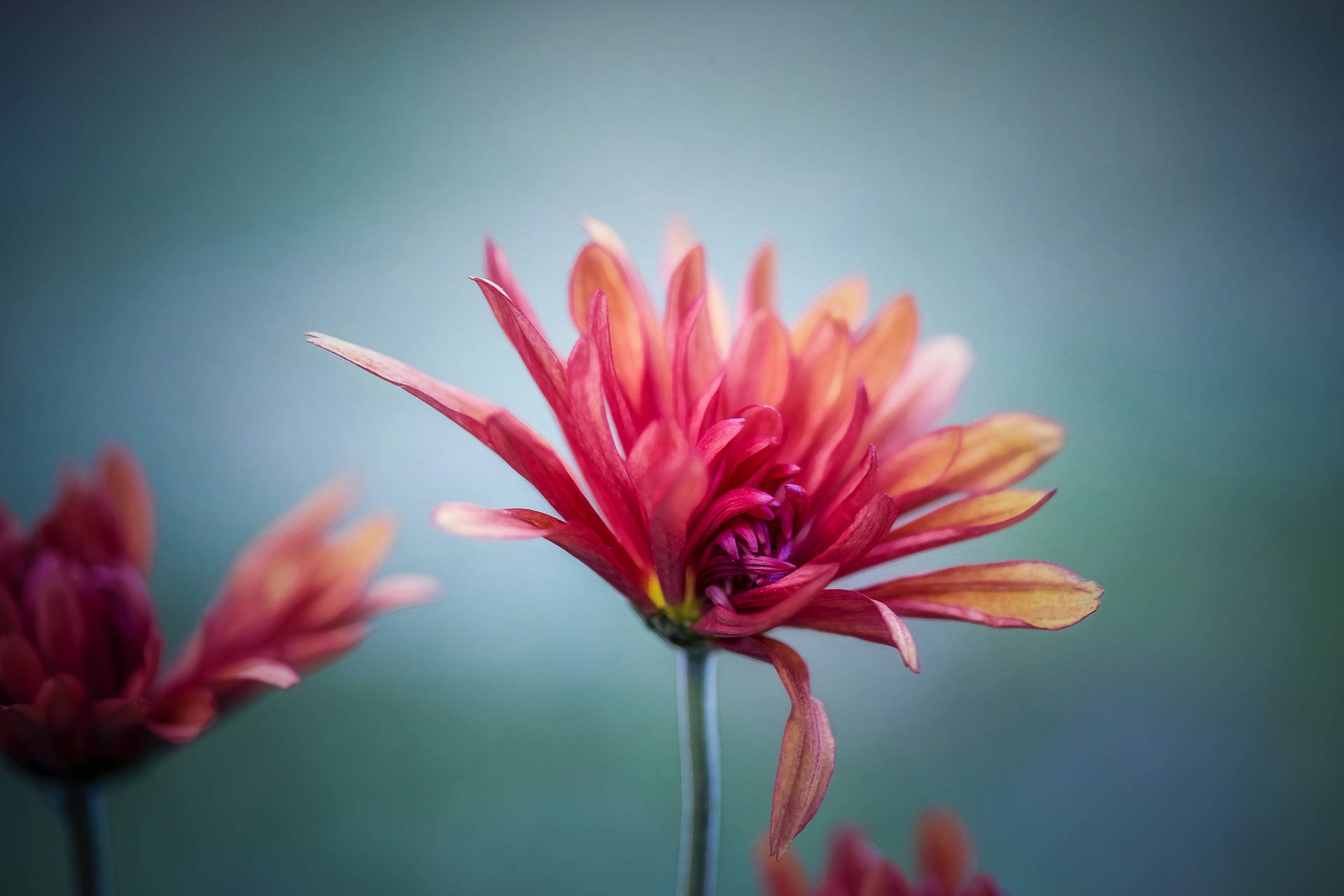 Red Flower In Selective Focus Photography Background