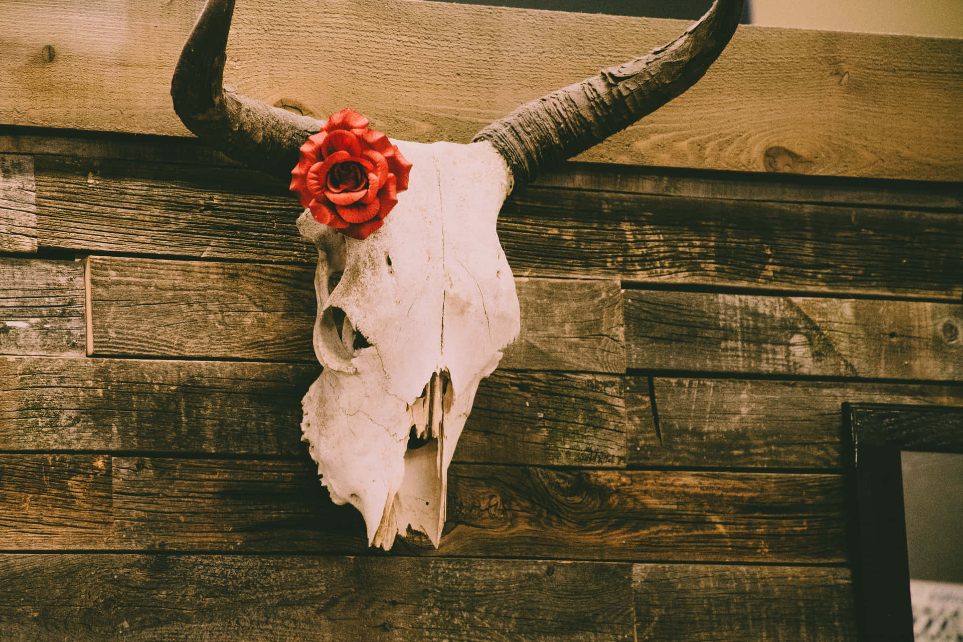 Red Flower On Bull Skull Background