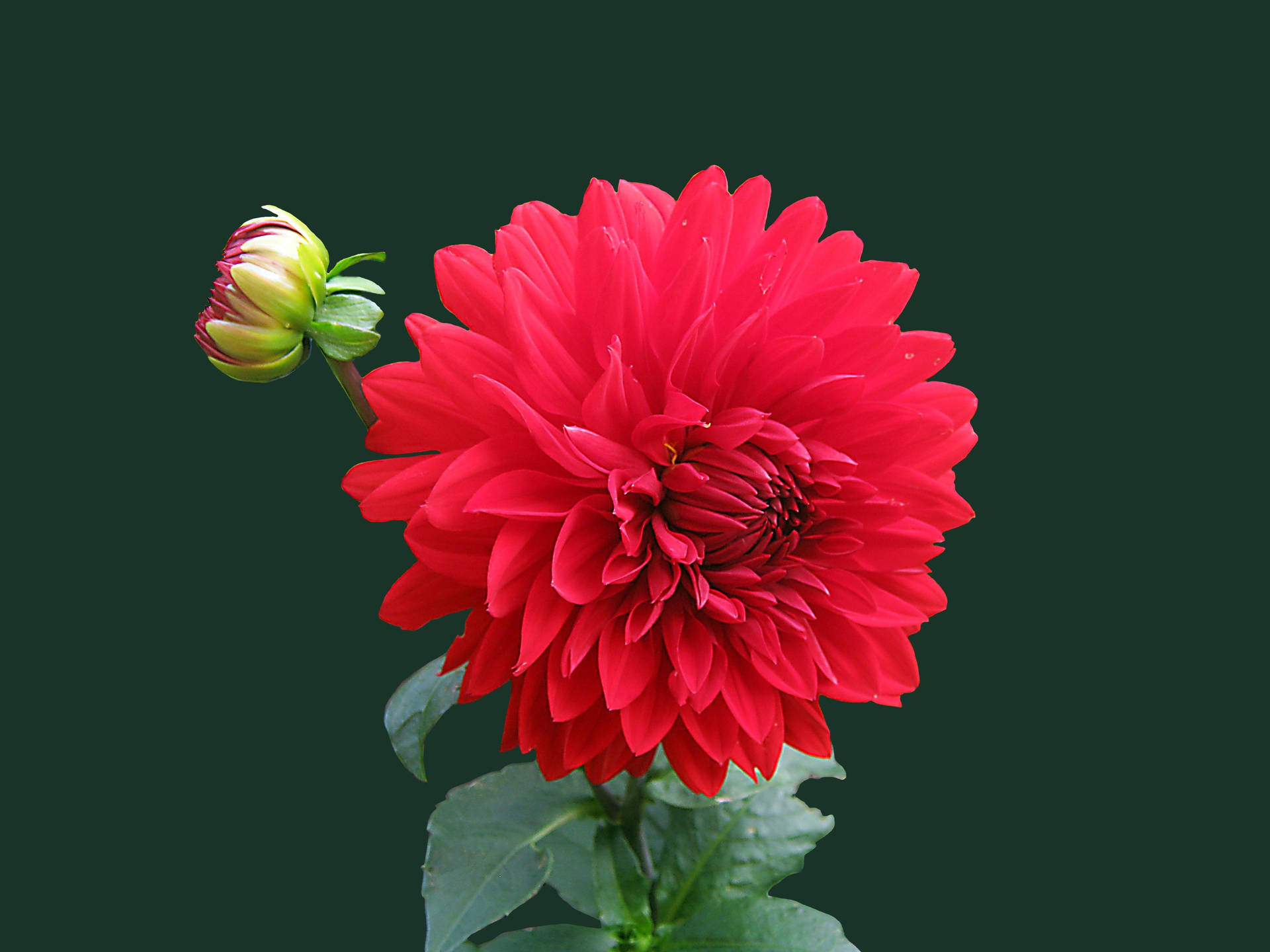 Red Flower Soft Petals Best Hd