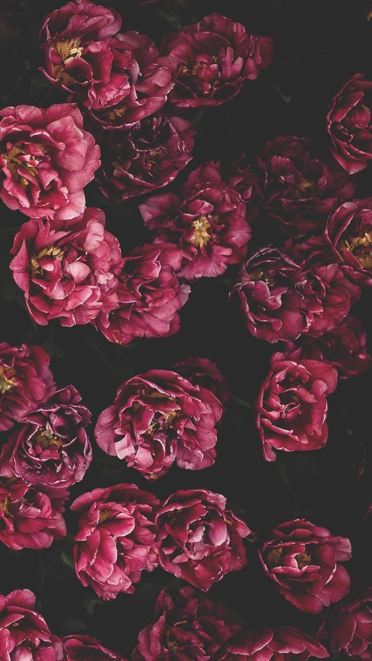 Red Flowers Aesthetic Iphone 11 Background