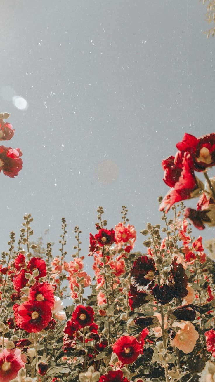 Red Flowers In The Field With A Blue Sky