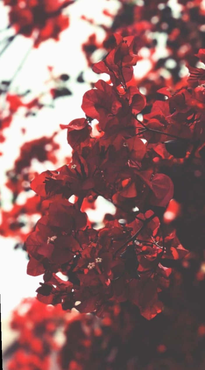 Red Flowers On A White Background Background