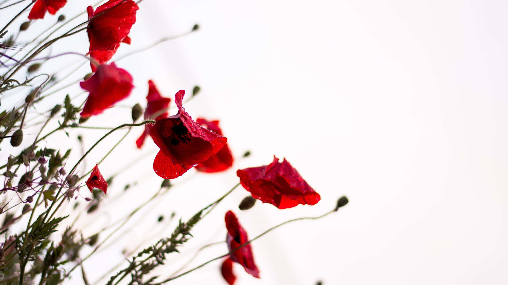 Red Flowers On Field Pc