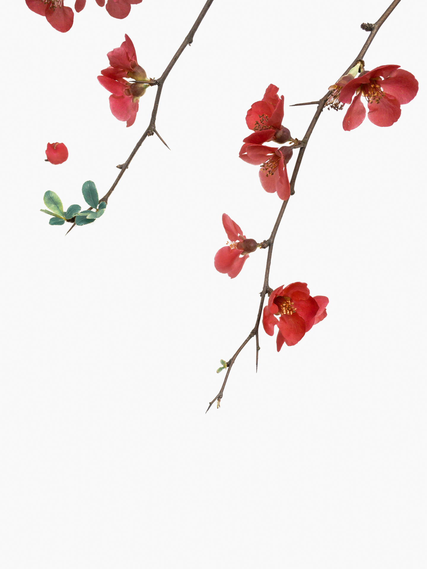 Red Flowers On White Background Background