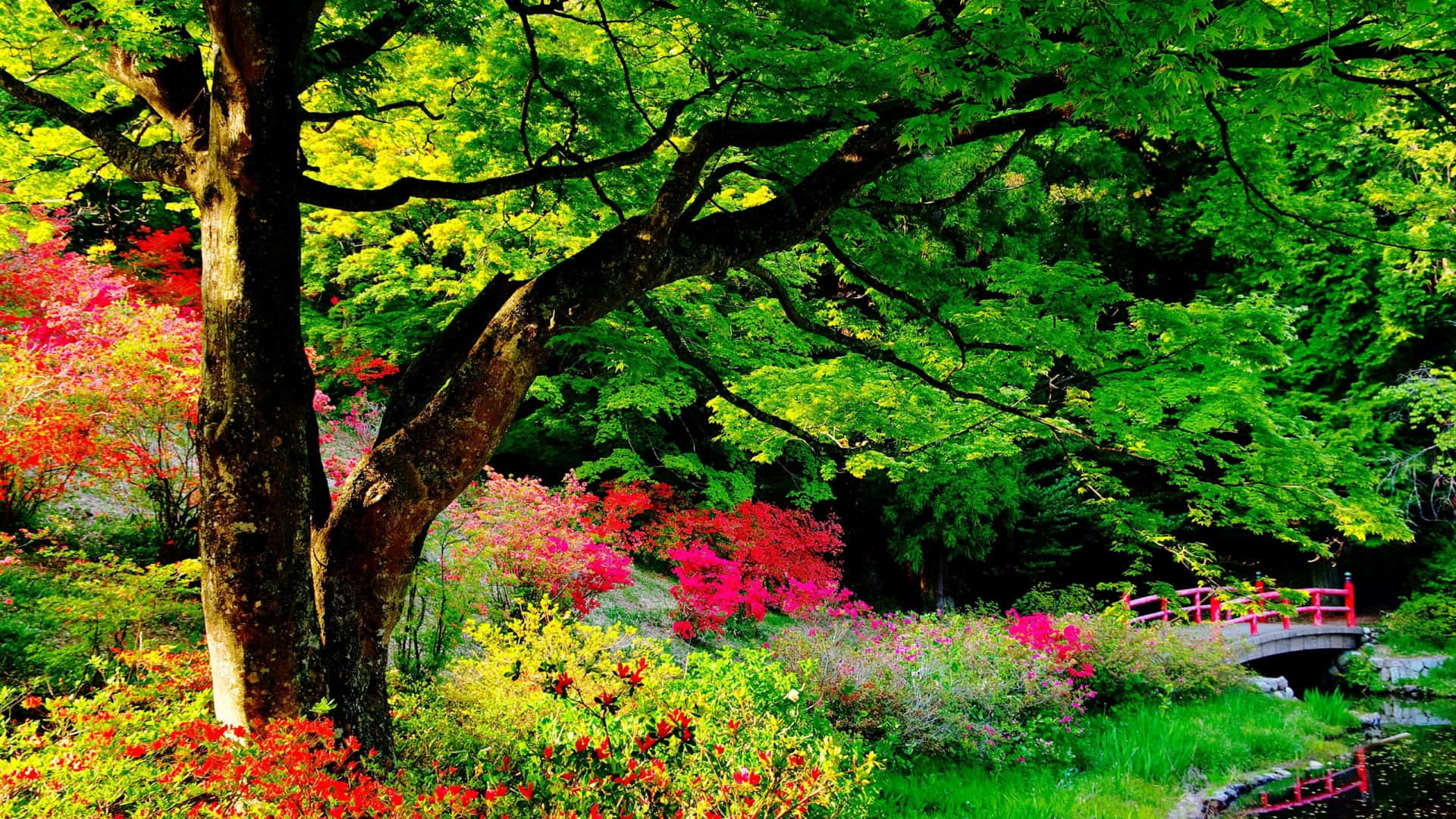 Red Flowers Trees And Shrubs Background