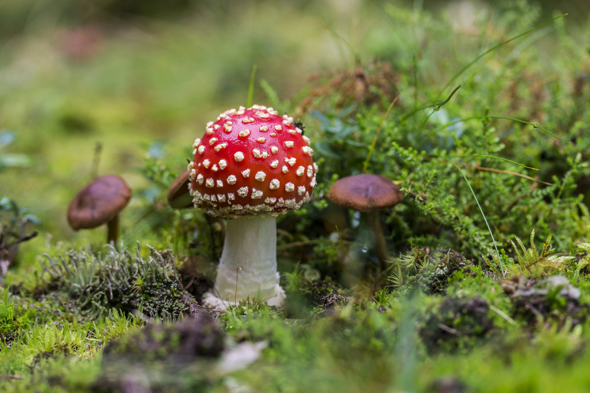Red Fly Agaric Mushroom Aesthetic Background