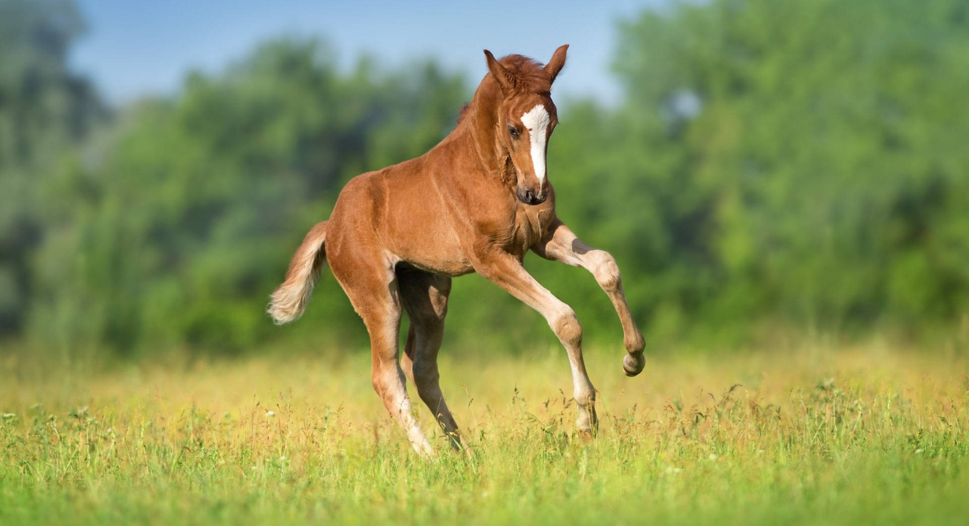 Red Foal Running Free On Spring Field Background