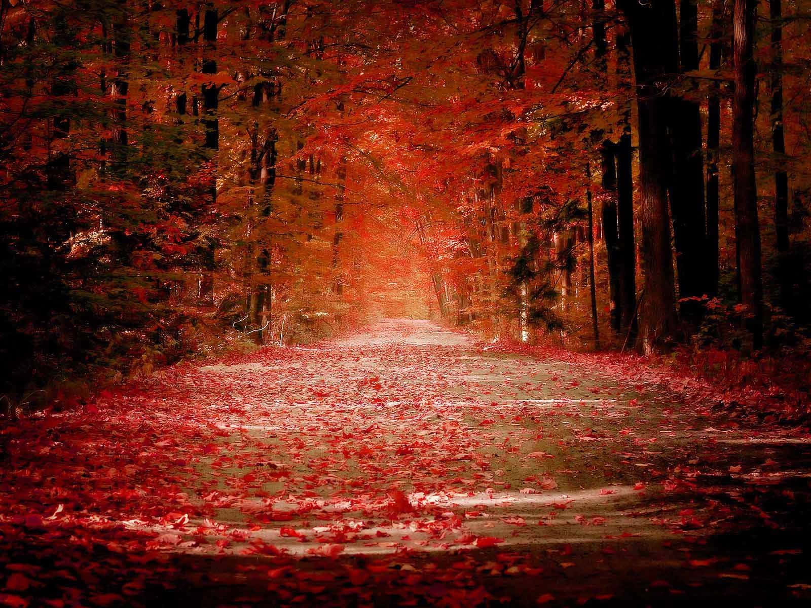 Red Forest For Dark Autumn Background