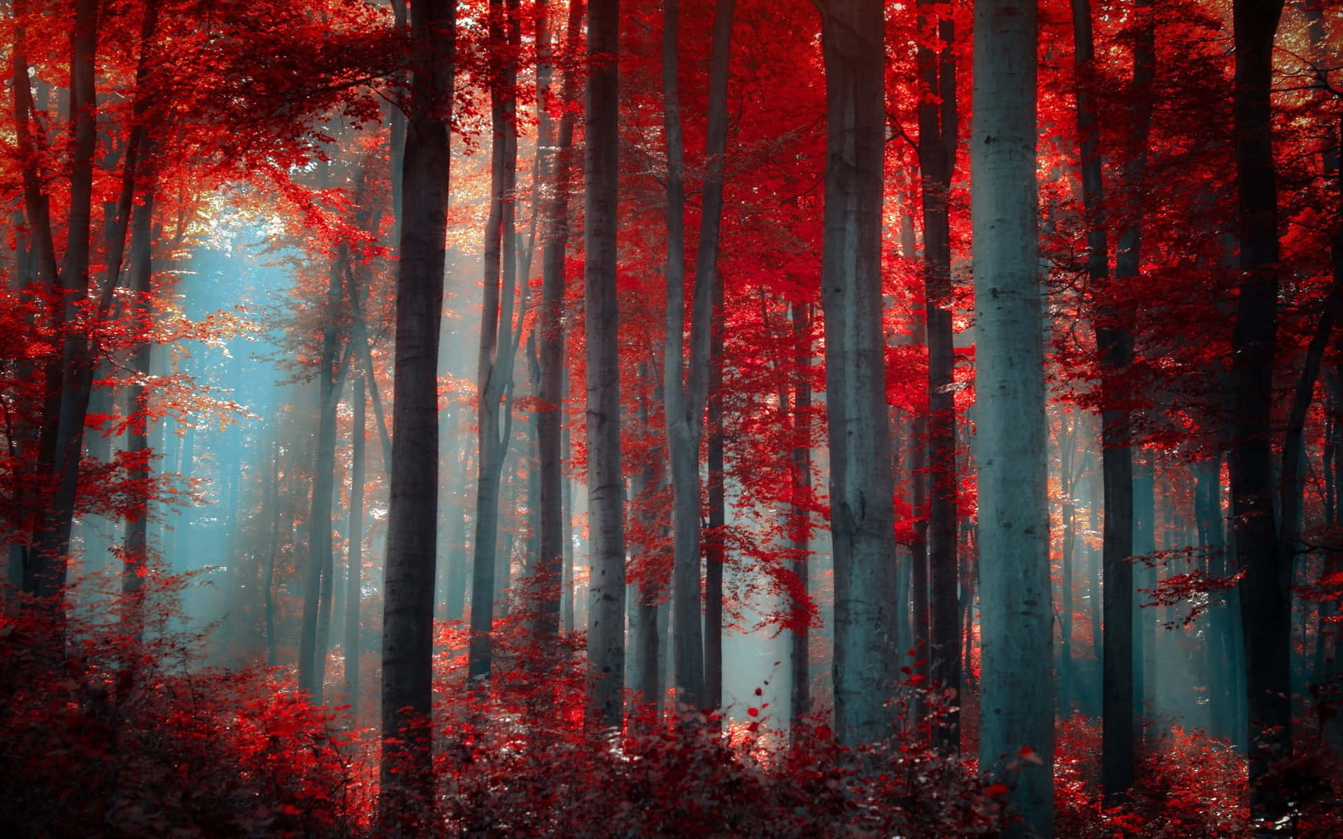 Red Forest Pc Background