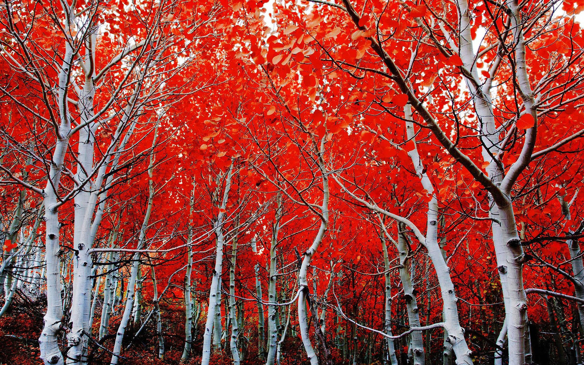 Red Forest White Birch Tree Background