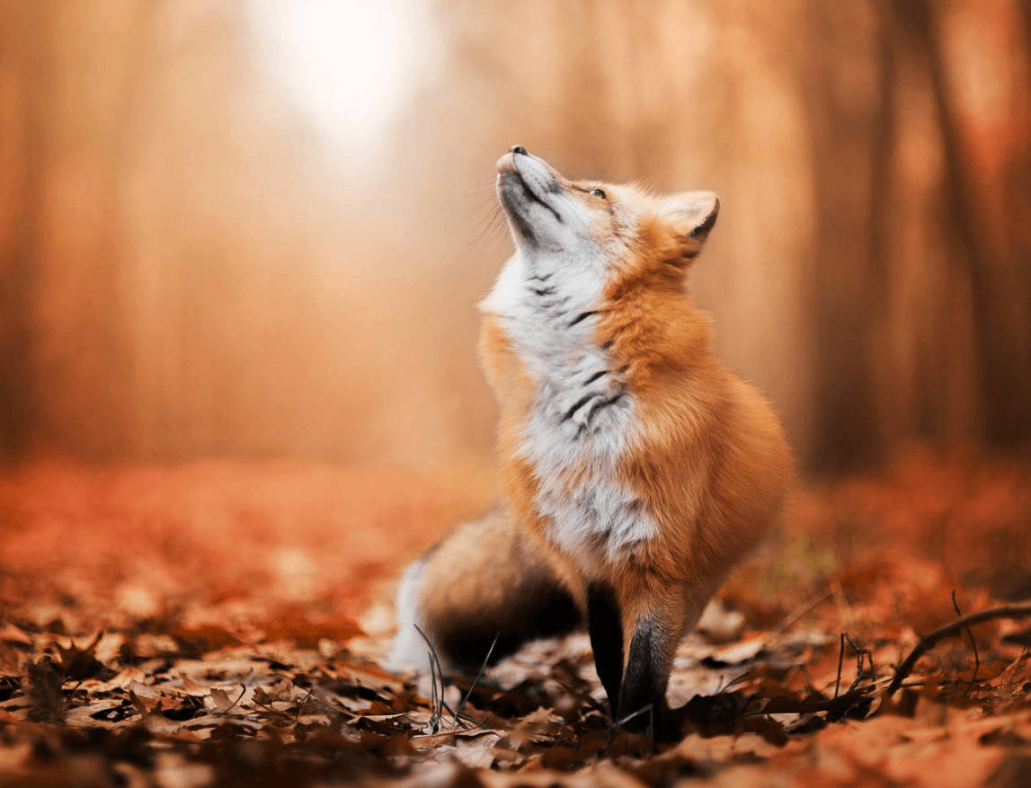 Red Fox In Autumn Background