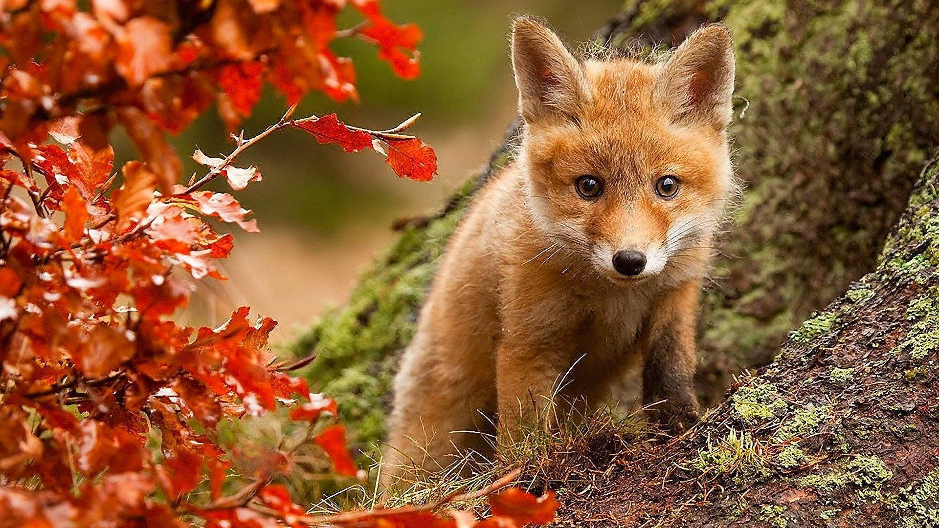 Red Fox In Fall Season Background