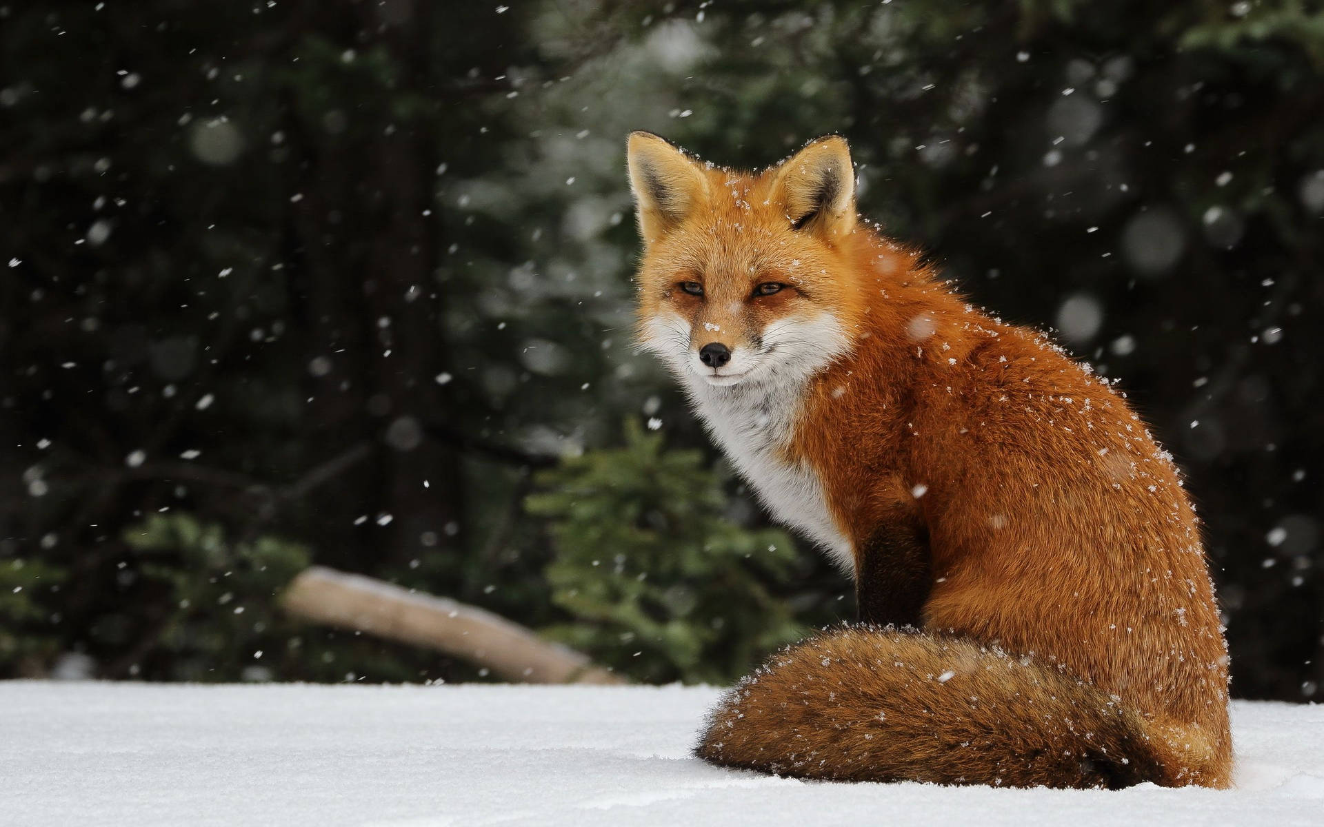 Red Fox On Snow Background