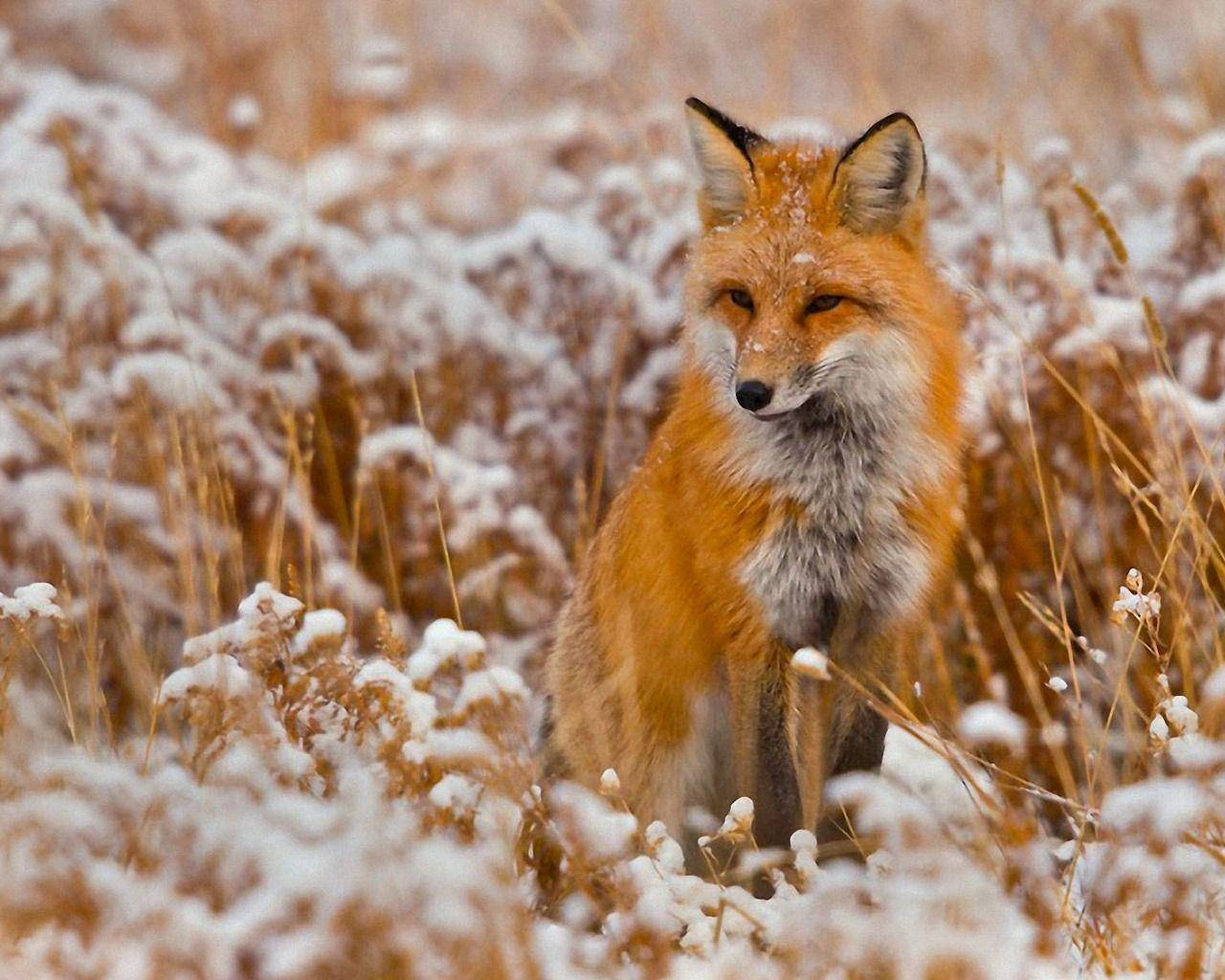 Red Fox On Snowy Wild Brown Grass Background