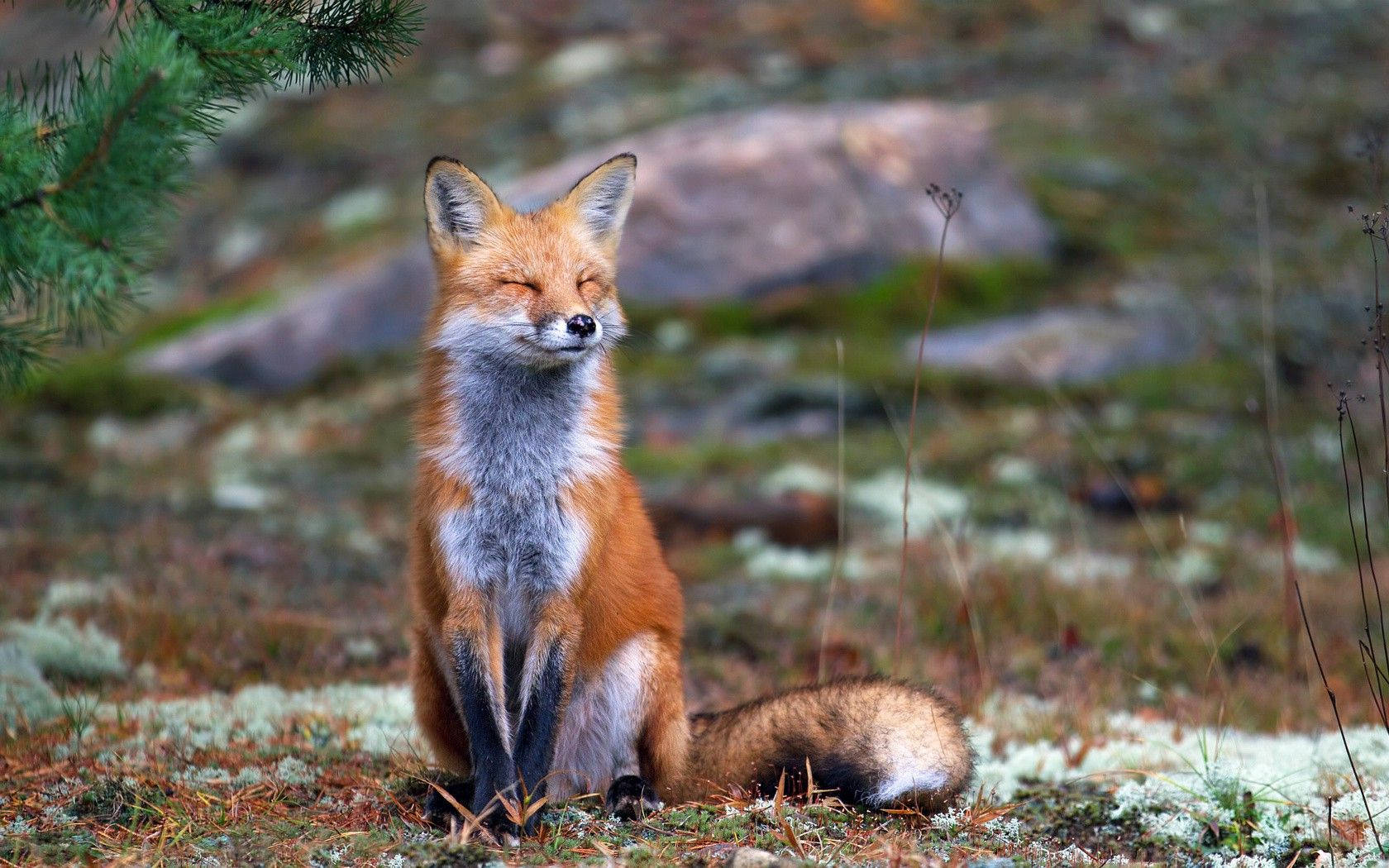 Red Fox Smile