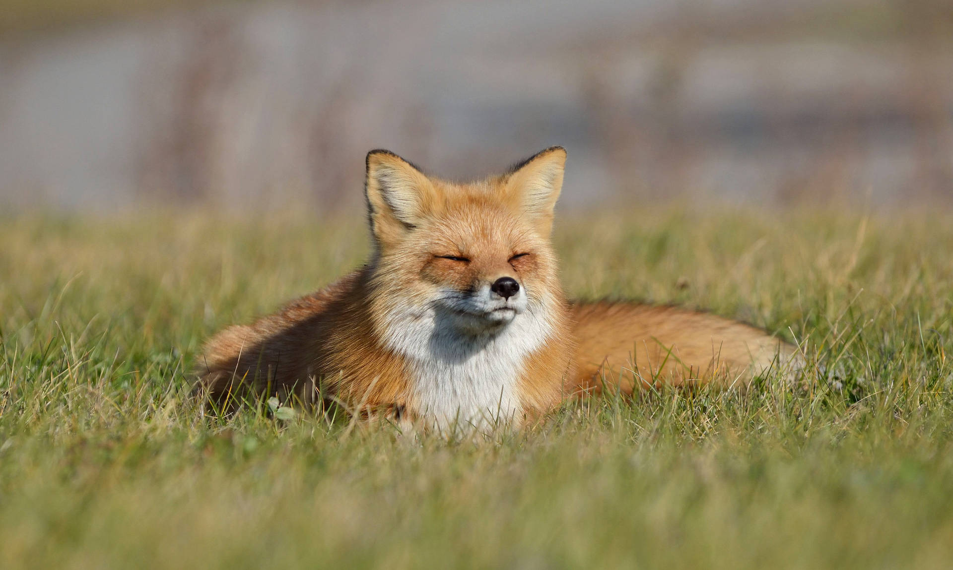 Red Fox Under The Sun Background