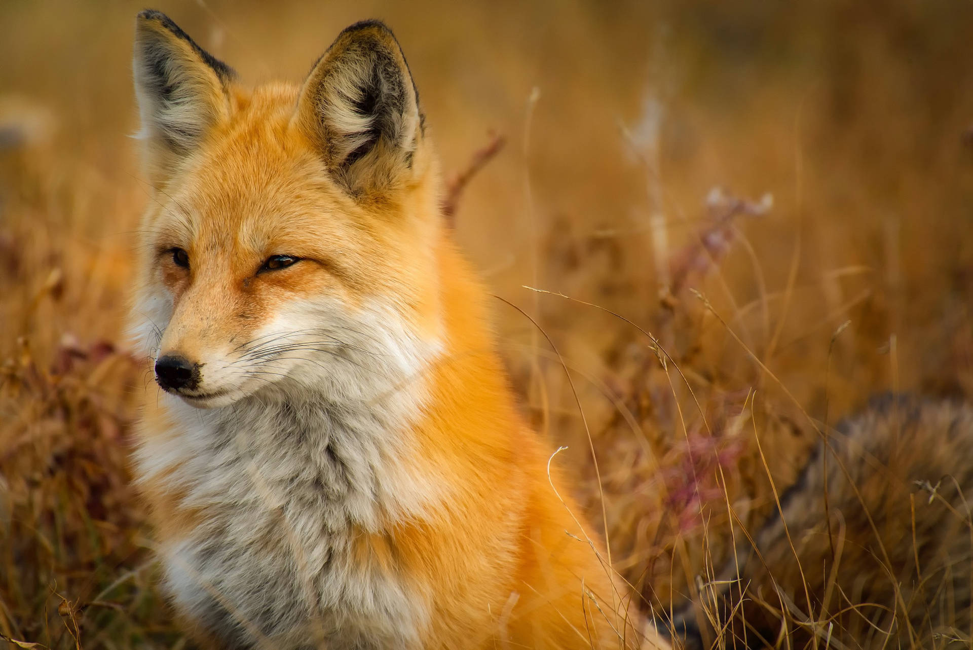 Red Fox Wild Animal