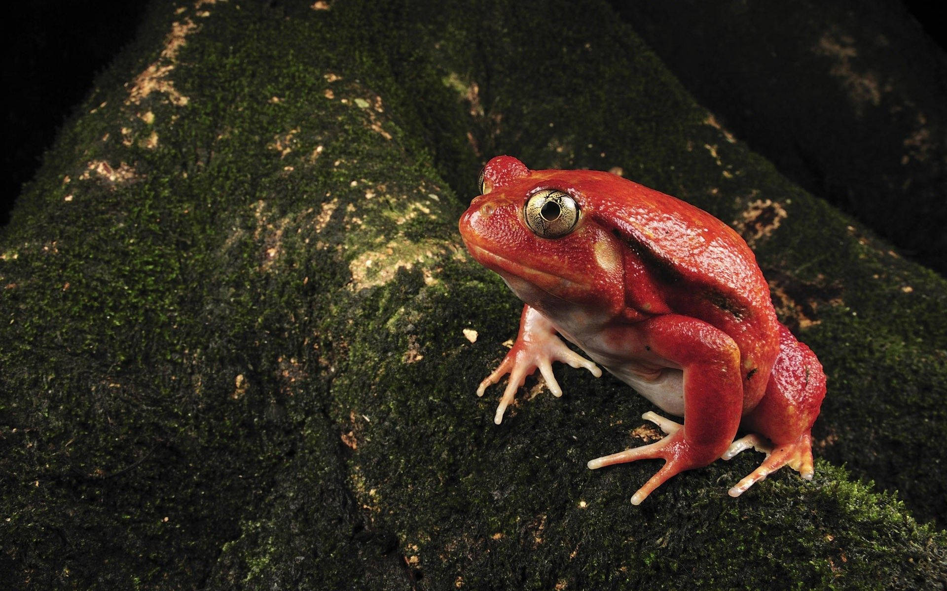 Red Frog On Moss Tree Background
