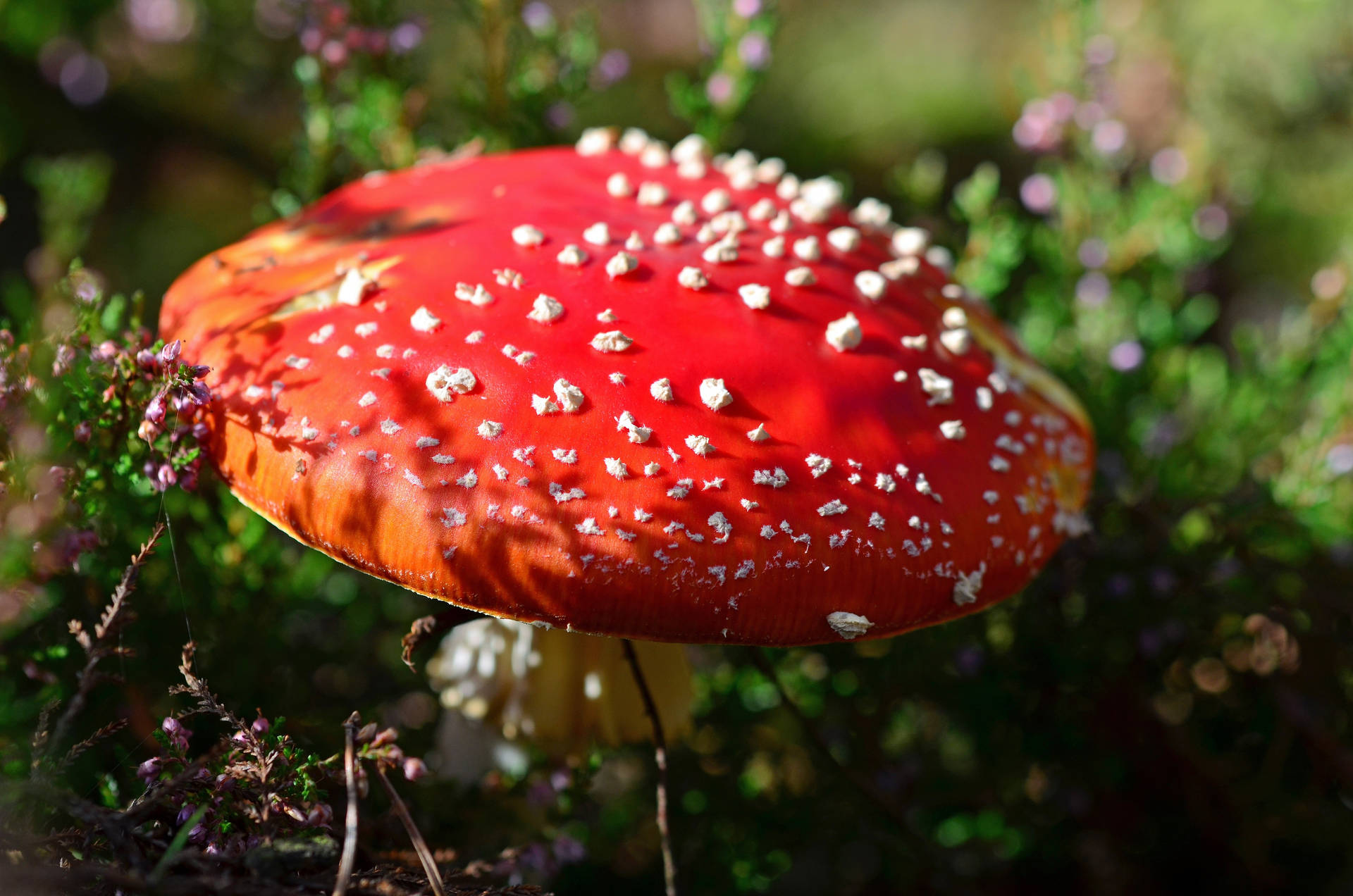 Red Fungi Mushroom Aesthetic Background