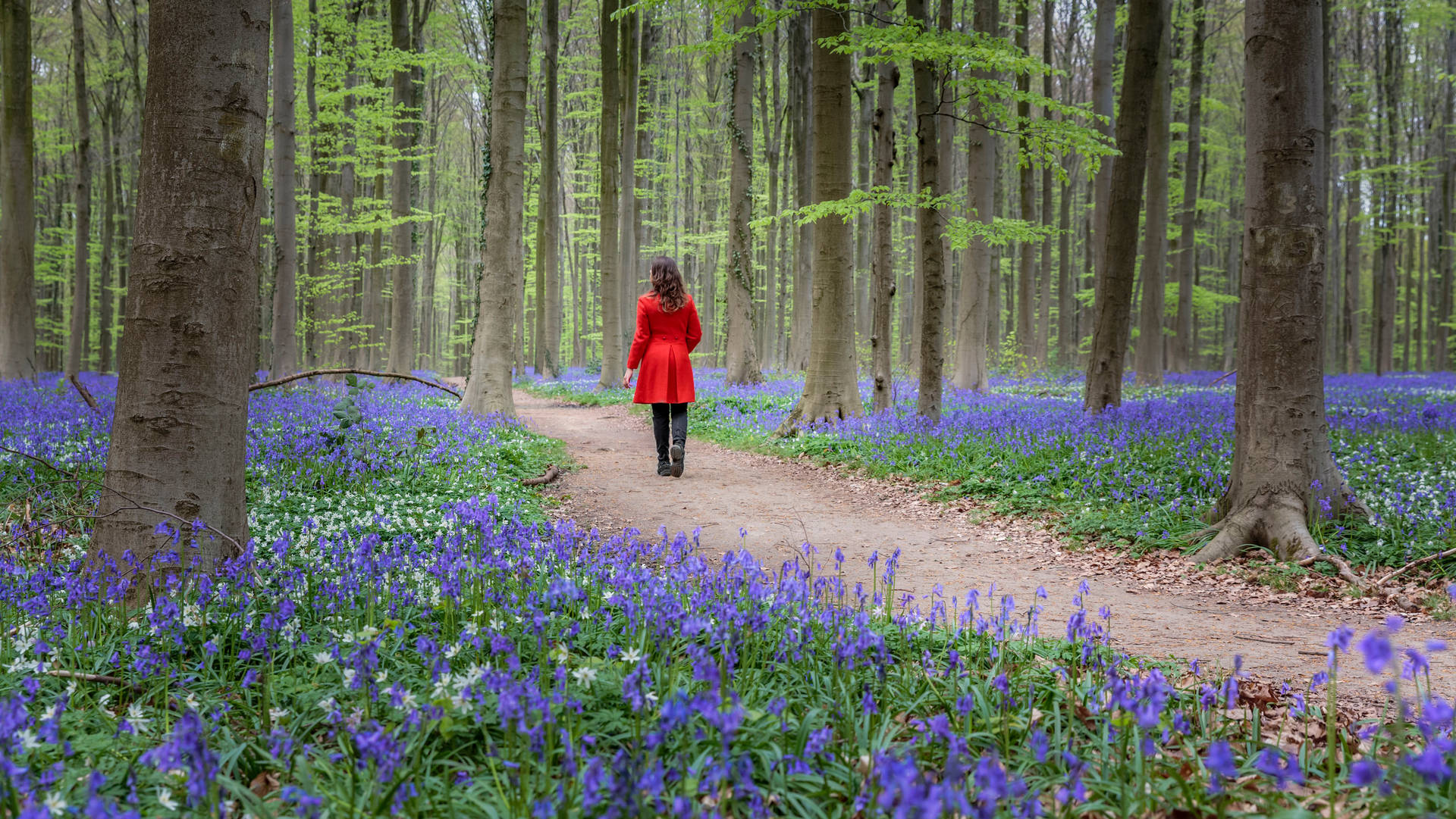 Red Girl In Bluebell Flower Field Background