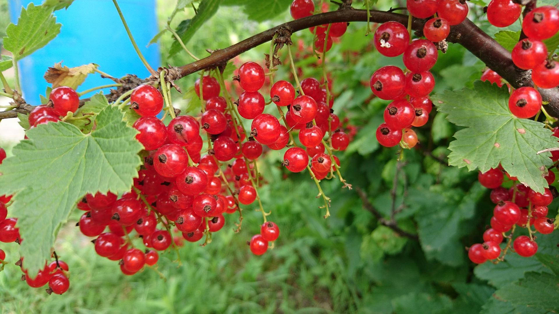 Red Gooseberry Amla Fruit Background