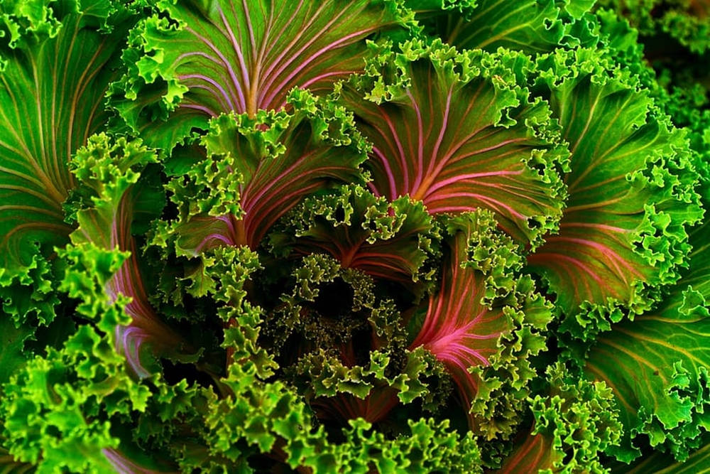 Red Green Kale Background