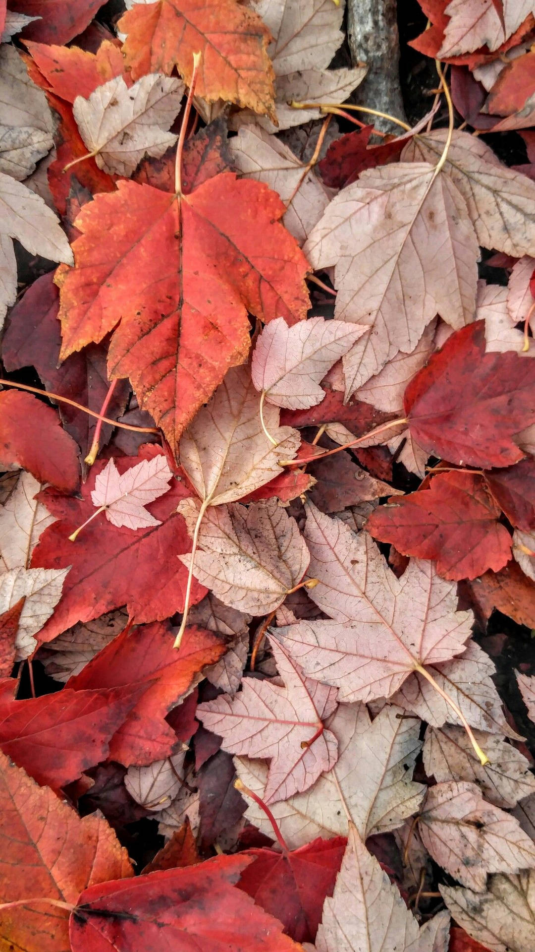 Red Green Maple Leaves Fall Iphone Background