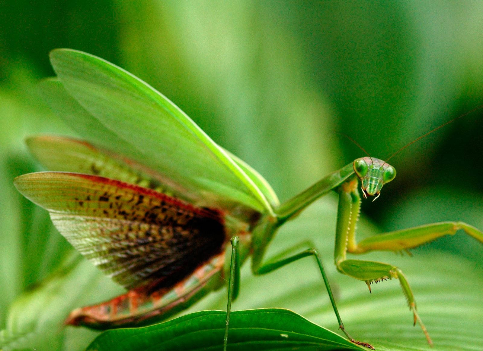 Red Green Praying Mantis Background