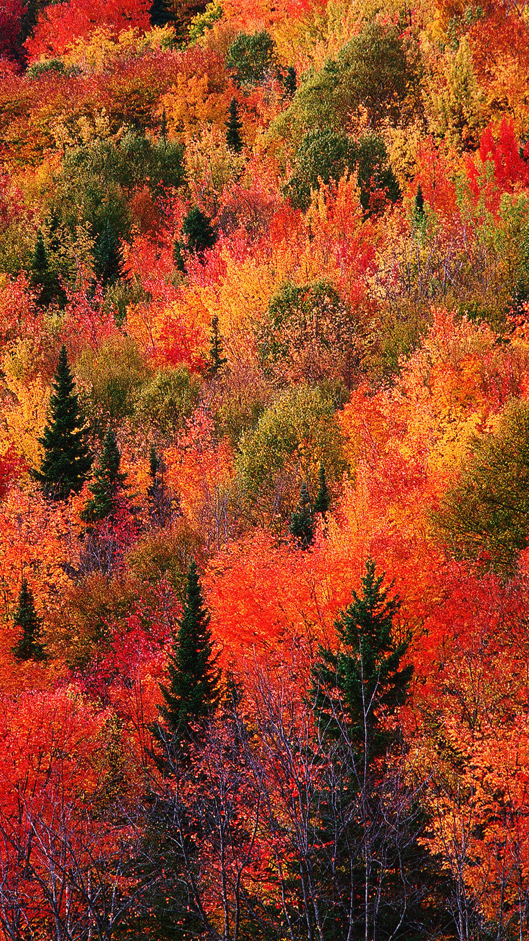 Red Green Trees Fall Iphone Background