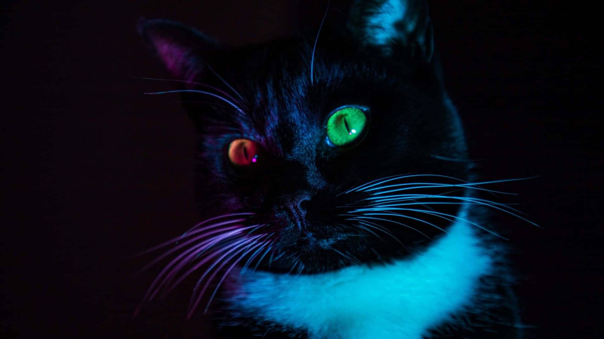 Red & Green Tuxedo Cat Eyes