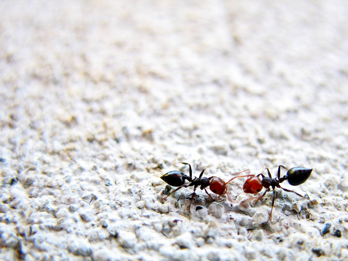 Red Head Ant