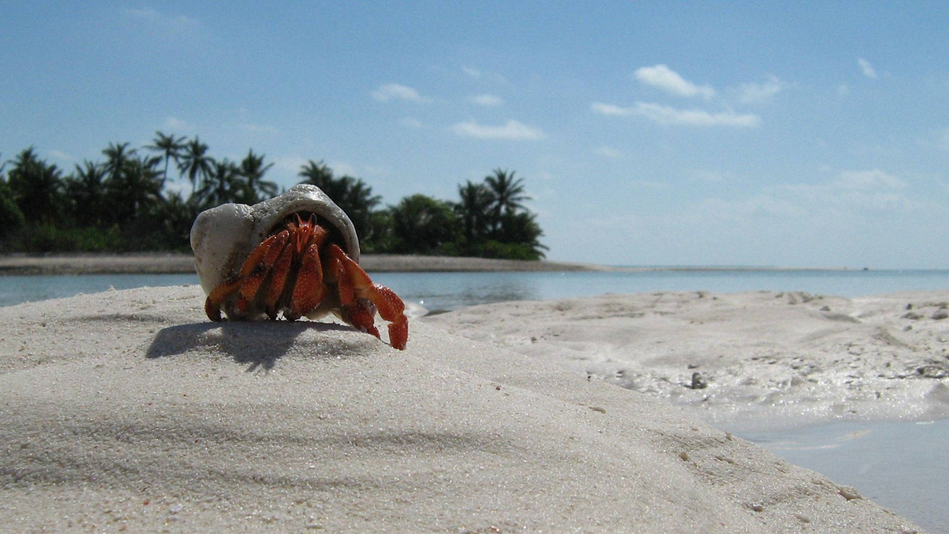 Red Hermit Crab In Sand Background