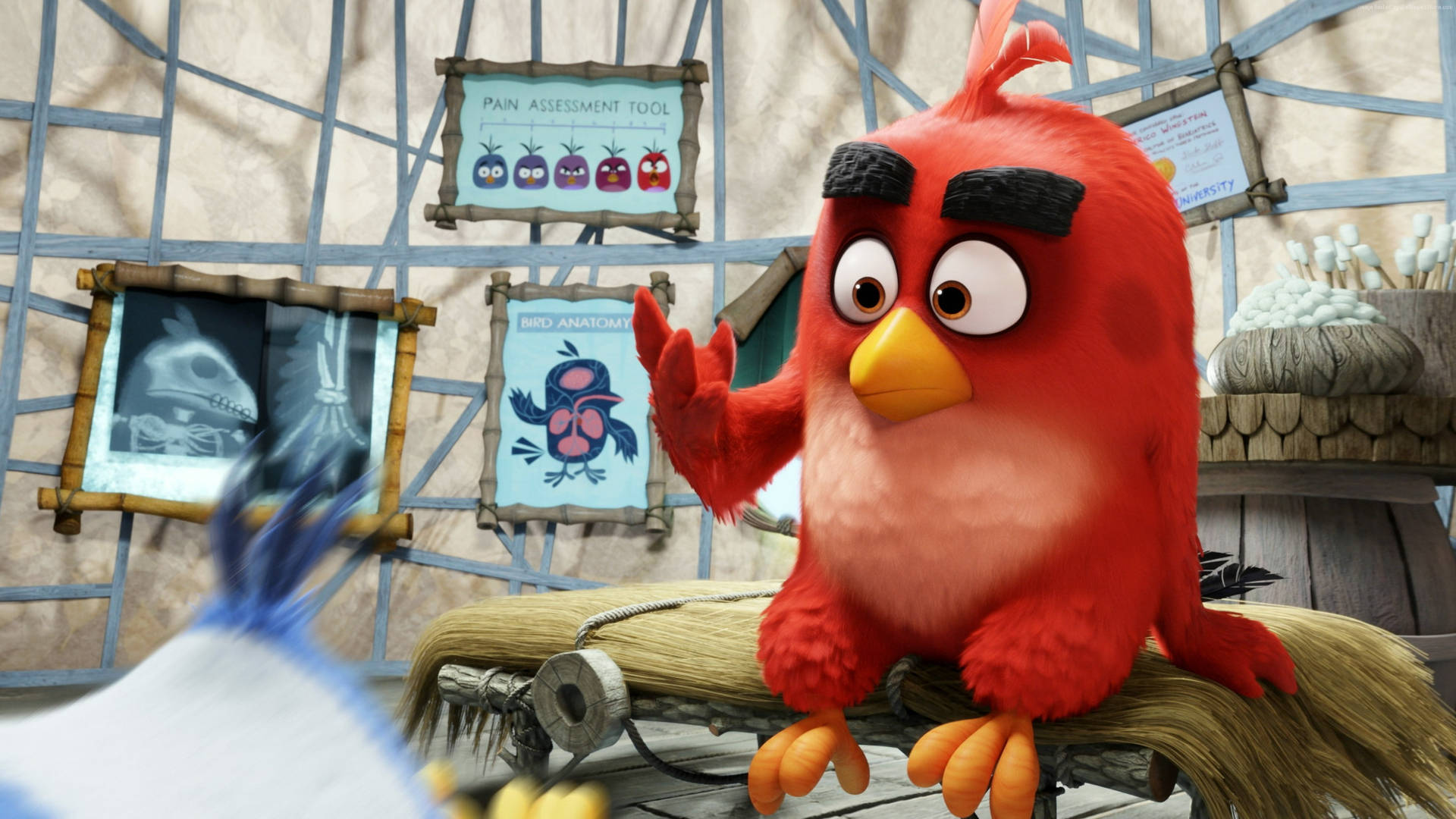 Red In The Angry Birds Movie Background