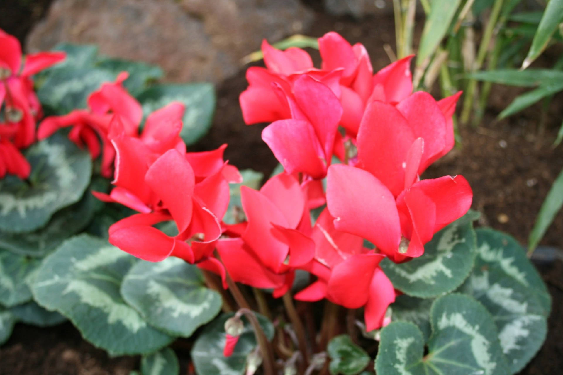 Red Ivy Leaved Cyclamen Background