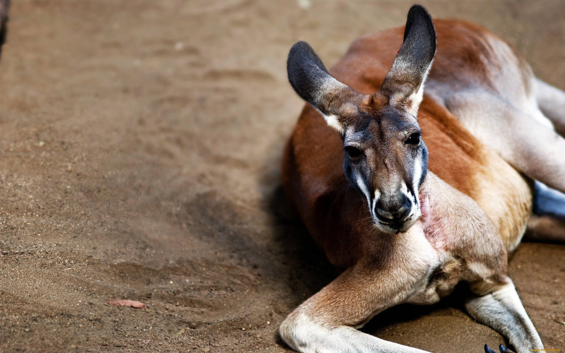 Red Kangaroo