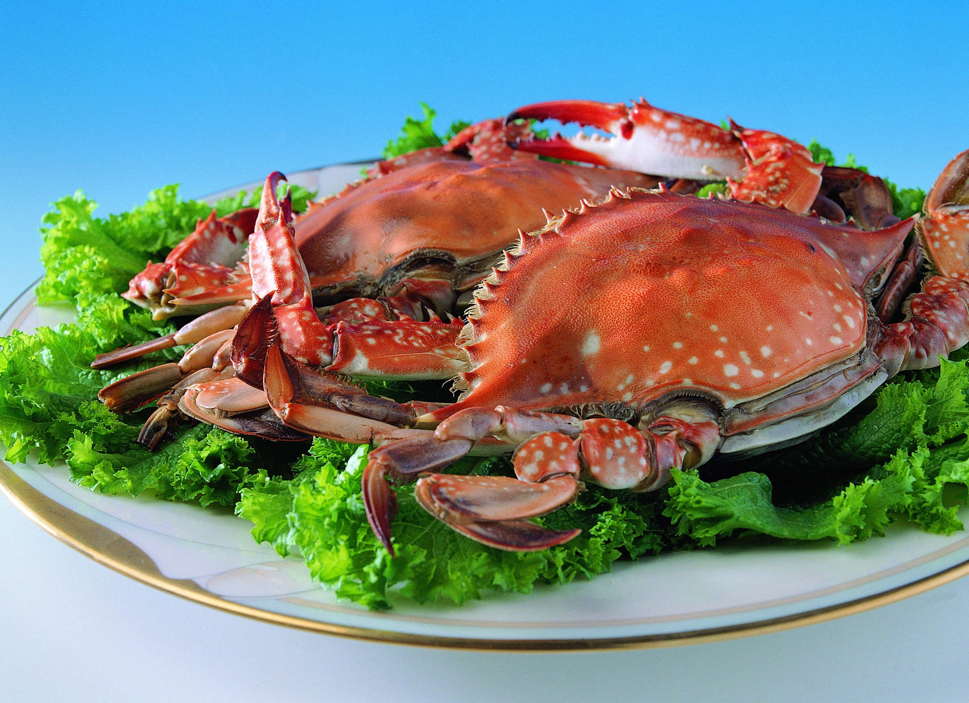 Red King Crab On White Plate Background