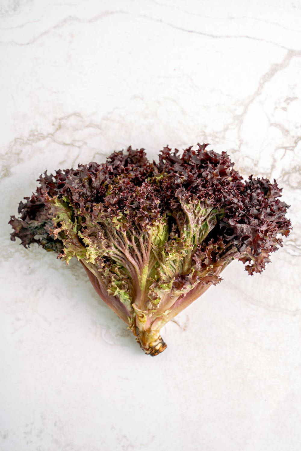 Red Leaf Lettuce Background