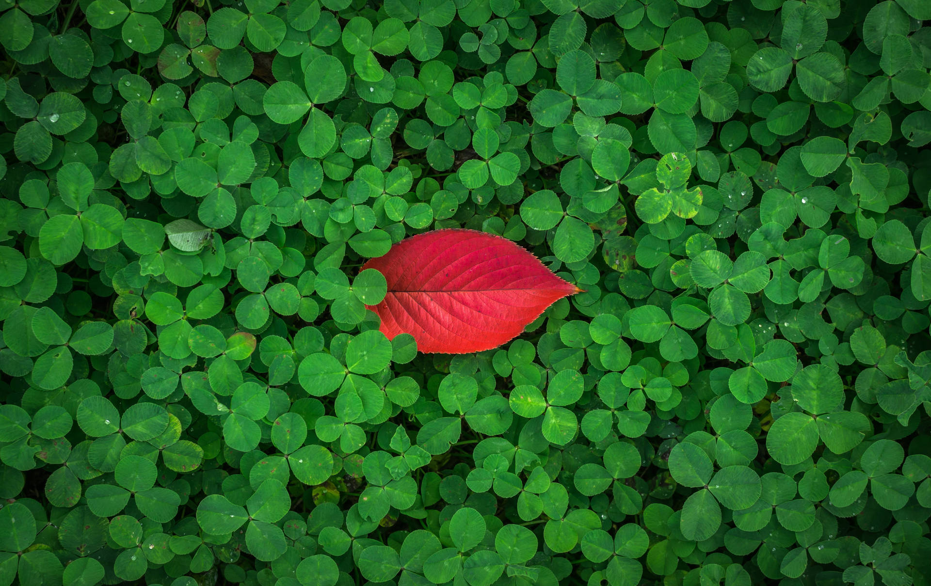 Red Leaf On Clover Plant 4k Background