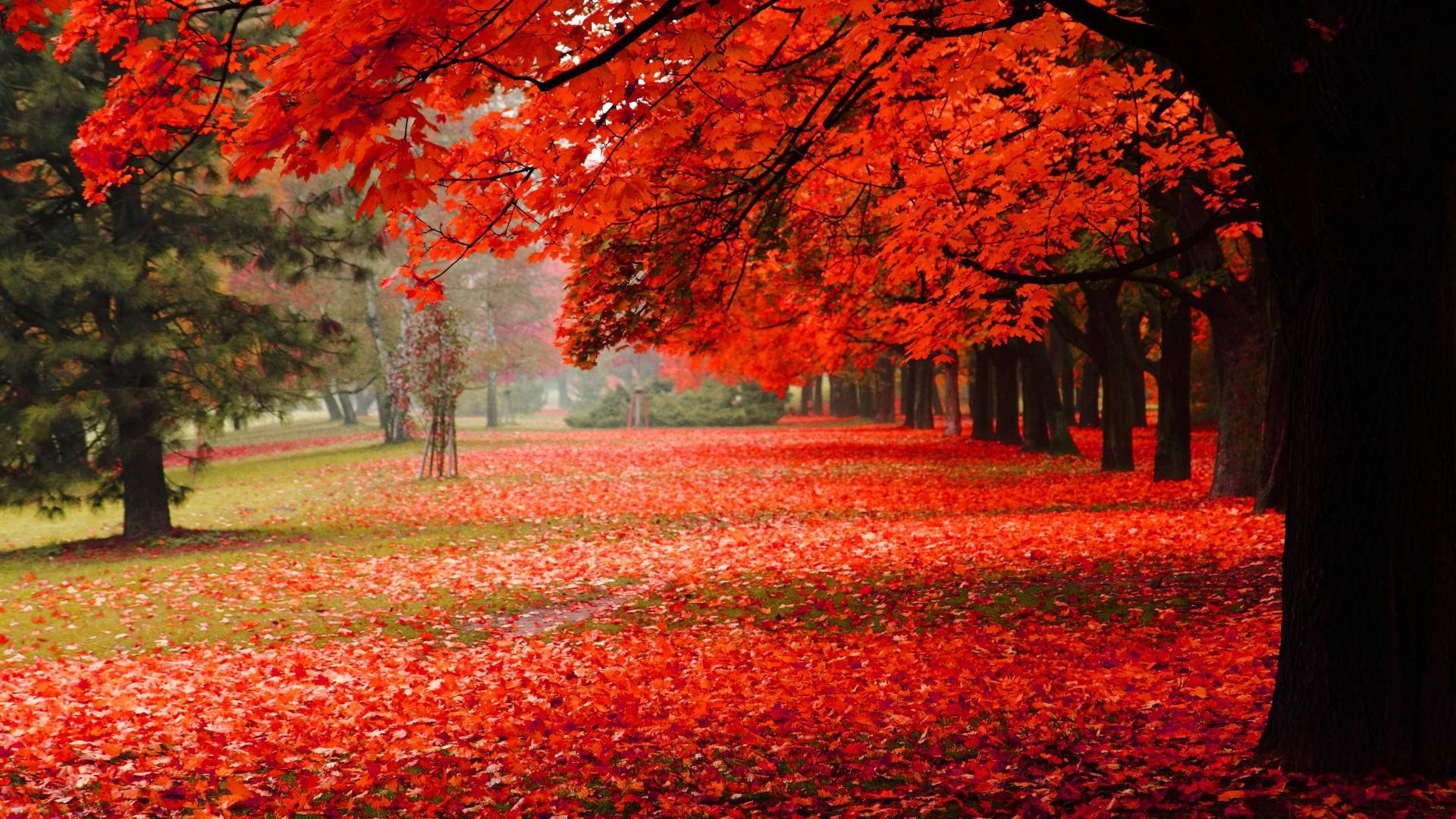 Red Leaf Trees Beautiful Autumn Desktop Background