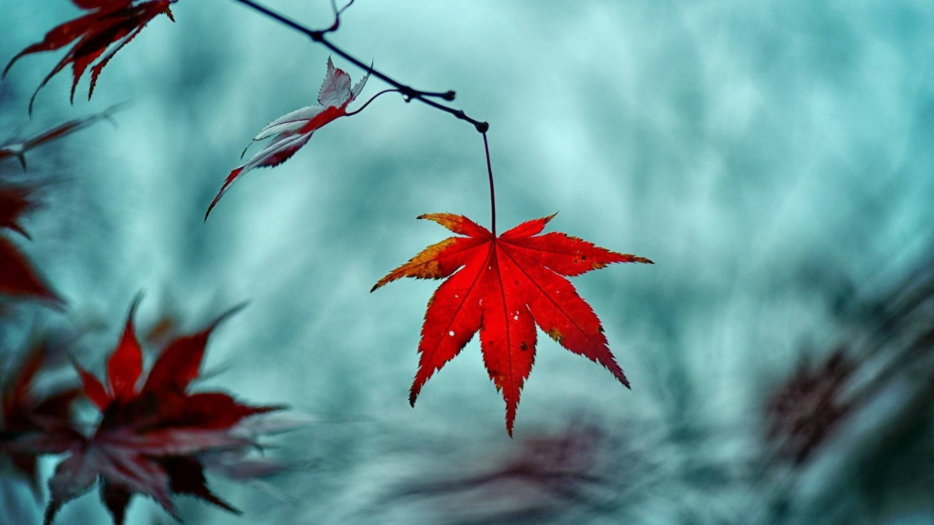 Red Leaves Fall Desktop Background