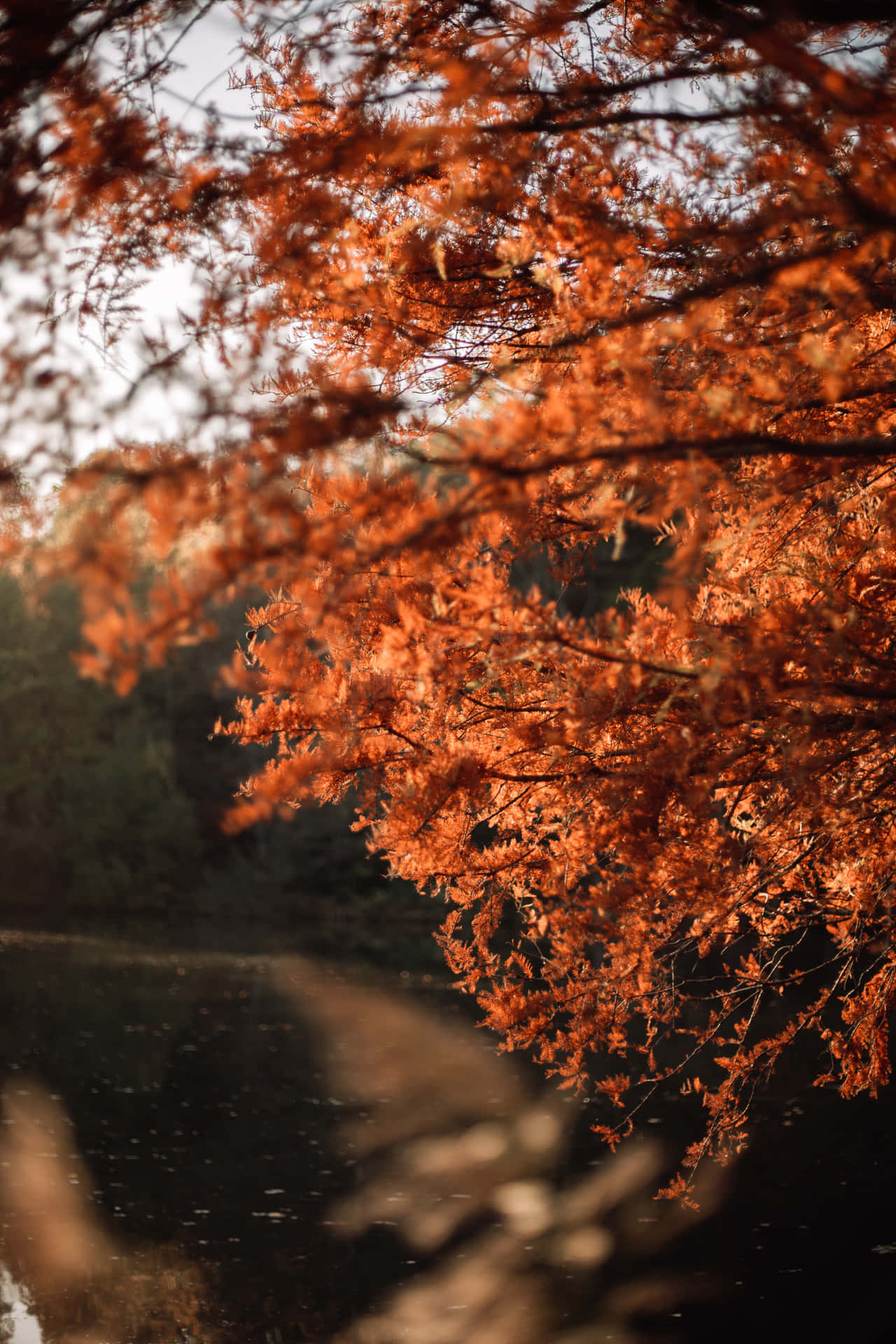 Red Leaves Fall Tumblr Background