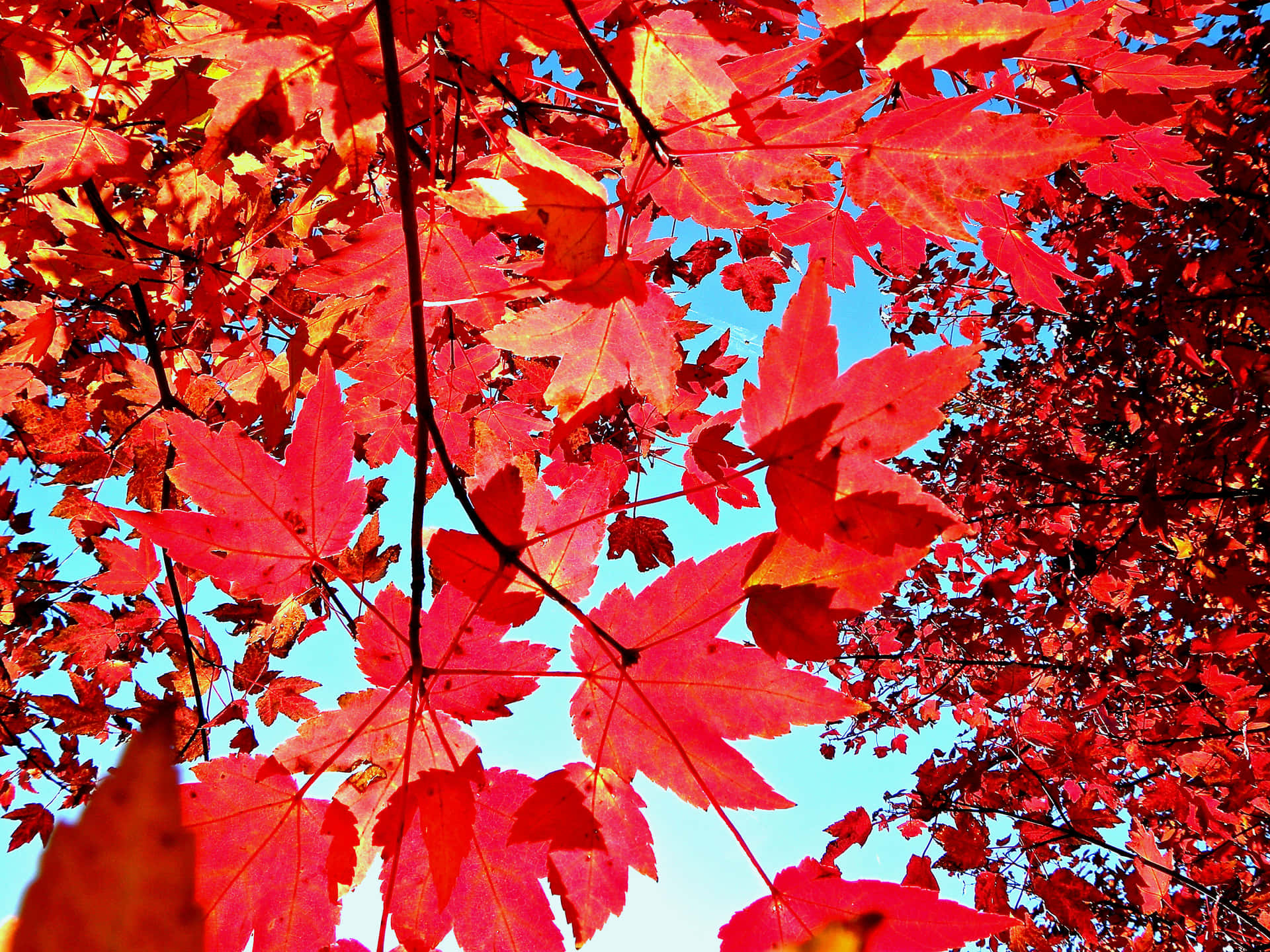 Red Leaves Fall Tumblr Background