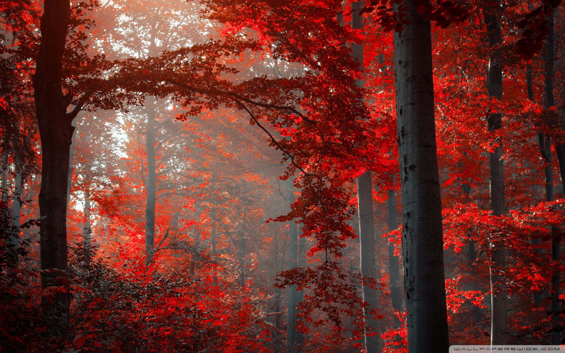 Red Leaves In The Forest Background