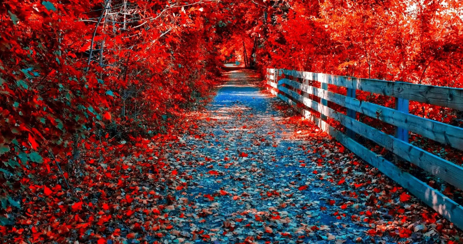 Red Leaves On A Wooden Walkway Background