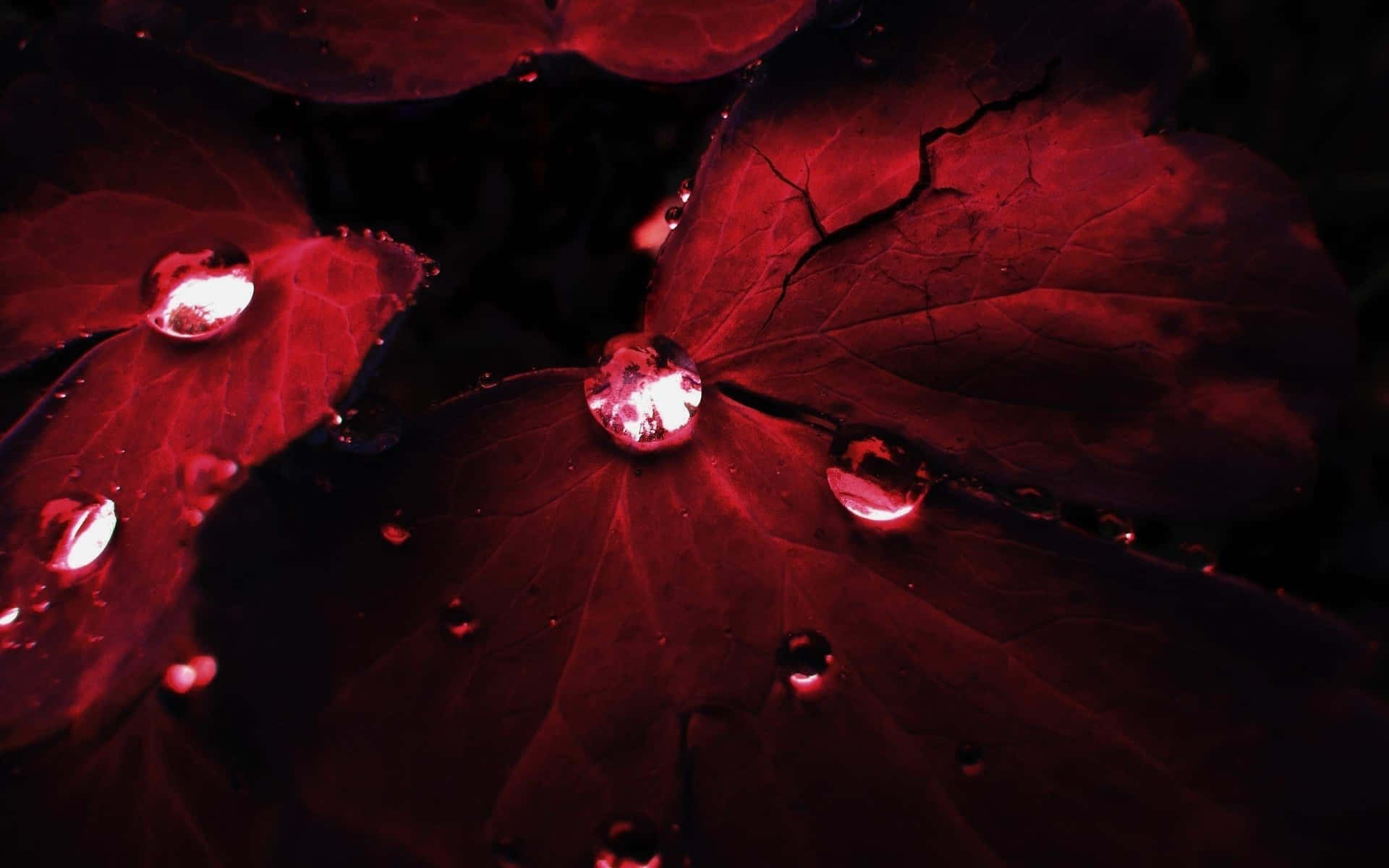 Red Leaves With Water Droplets On Them Background